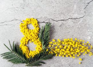 8 marzo, Festa della Donna mimosa, simbolo della festa della donna-immagine web