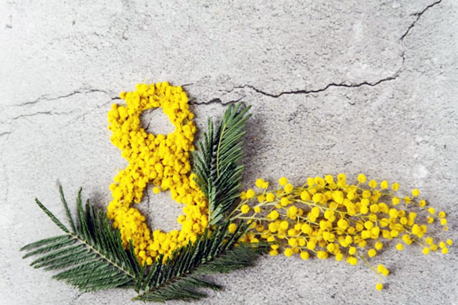 mimosa, simbolo della festa della donna-immagine web