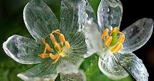 Dyphilleia, fiore - Photo credit: festivaldelverdeedelpaesaggio.it