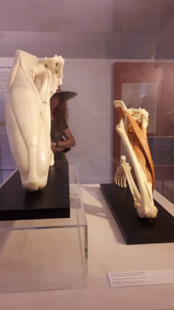 Musei Leornadiani