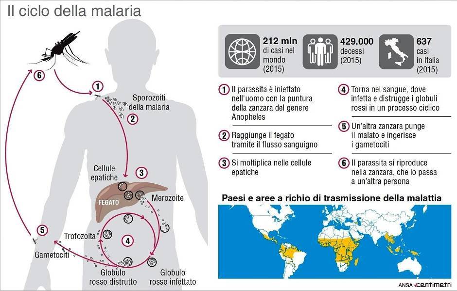 Il ciclo della malaria