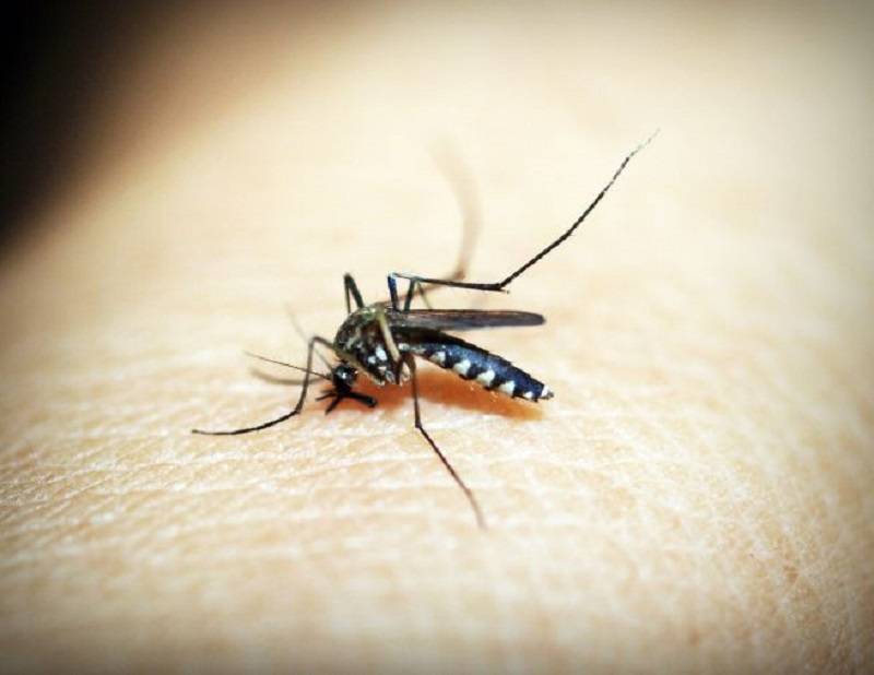 Malaria, bimba muore ad Alessandria: denunciato l’ospedale