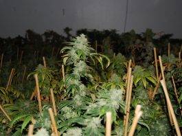 Caso Andrea Alongi: arrestato per possesso di hashish