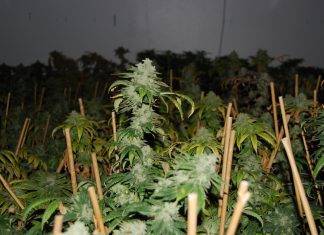 CBD: davvero ciò che accade in Svizzera rimane in Svizzera?