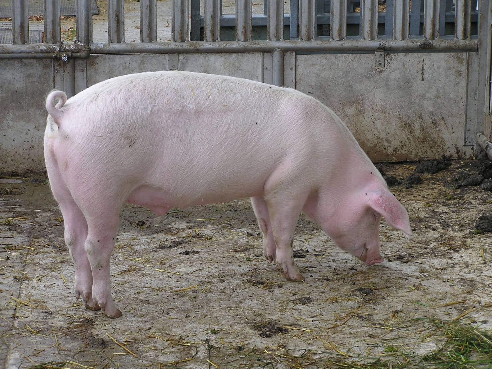Roma, scrofa uccide un uomo e ferisce un bambino di due anni scrofa uccide un uomo