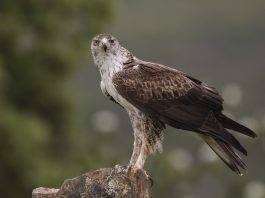 L’aquila uccisa in Sicilia dal bracconiere era un esemplare raro aquila-bonelli