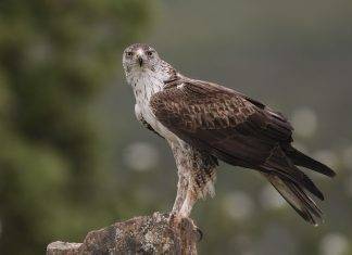 L’aquila uccisa in Sicilia dal bracconiere era un esemplare raro aquila-bonelli
