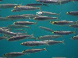 Il flash mob delle “sardine” si moltiplica in Emilia Romagna per protestare contro Matteo Salvini