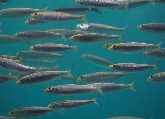 Il flash mob delle “sardine” si moltiplica in Emilia Romagna per protestare contro Matteo Salvini