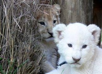 10 dicembre, si celebra oggi la Giornata internazionale dei Diritti degli animali