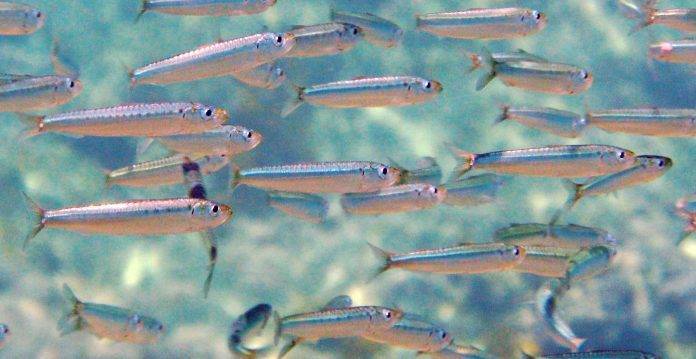 sardine, fonte it.m.wikipedia.org