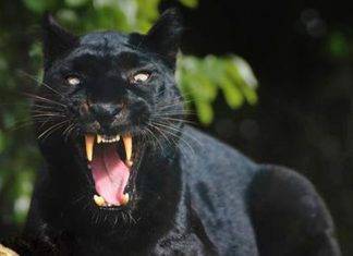 Pantera nera avvistata a San Severa: paura in provincia di Foggia