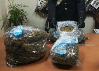 Sequestrati oltre 100 kg di marijuana nel varese