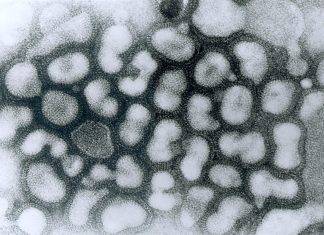 Virus cinese: i morti salgono a 25, forse trovata l’origine del contagio