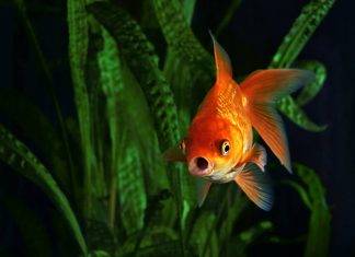 Il pesce “Martine” ed il rispetto per la sua vita