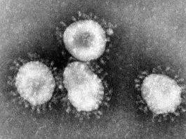 Emergenza coronavirus: due nuovi casi di contagio a Legnano coronavirus, fonte it.m.wikipedia.org