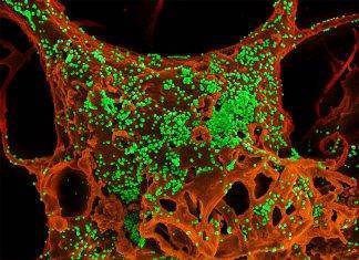 Coronavirus, ecco il farmaco per curare la malattia
