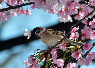 Primavera: dieci brani per celebrarne l’arrivo