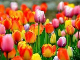 Equinozio di Primavera e la Giornata internazionale della felicità