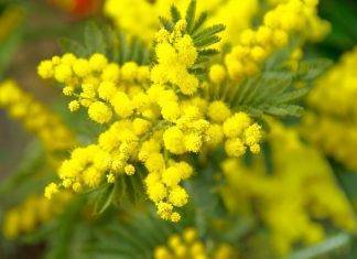 La festa della donna ai tempi del coronavirus