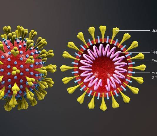 Il numero riproduttivo del coronavirus: tutti gli R della pandemia Coronavirus SARS-CoV-2