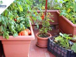 Esplode la passione per l’orto sul balcone!