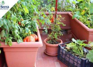 Esplode la passione per l’orto sul balcone!