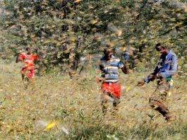 Non solo Covid-19: l’Africa deve combattere anche contro una nuova invasione di cavallette invasione locuste africa