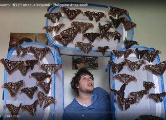 Bart Coppens, farfalle e coronavirus coronavirus farfalle Bart Coppens youtube