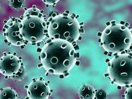 Coronavirus: nuove frontiere nello studio sui recettori del virus Photo Credits: www.ipsos.com