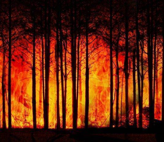 La Thailandia ora deve combattere anche contro gli incendi boschivi incendio foresta thailandia
