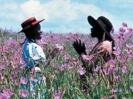 Il colore viola, donne in rinascita Il colore viola - Fonte web