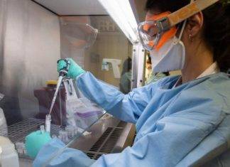 Nuova cura per il coronavirus? Scoperta dal Team della pecora Dolly