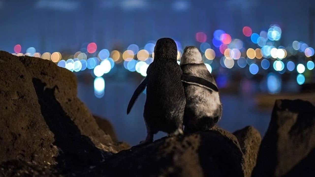 La foto dei pinguini diventa virale, "Il tramonto del mondo"