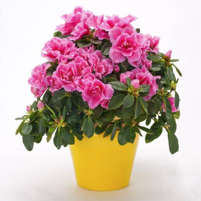 82-Pianta-di-Azalea_zoom