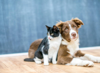 La Lav propone un bonus sociale per chi possiede cani e gatti
