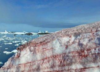 Albedo e Ghiaccio Rosso: perché la banchisa sta cambiando colore?