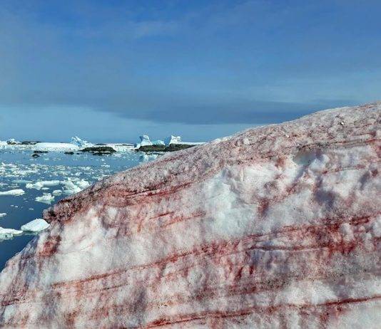 Albedo e Ghiaccio Rosso: perché la banchisa sta cambiando colore?