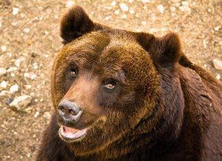 Trentino, un incontro ravvicinato tra un orso ed un bambino
