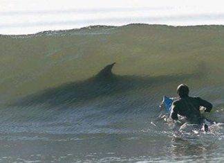 Sydney: un surfista muore morso da uno squalo