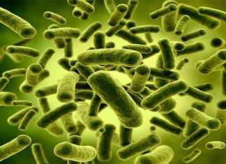 Probiotici e fermenti: le differenze