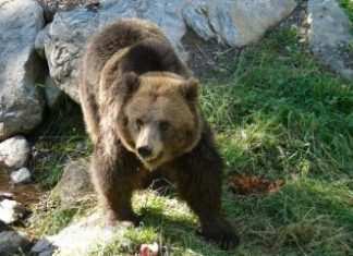 Trentino, padre e figlio attaccati da un orso