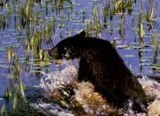 Alaska: Trump apre alla caccia di cuccioli di orso e lupo