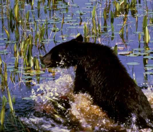 Alaska: Trump apre alla caccia di cuccioli di orso e lupo