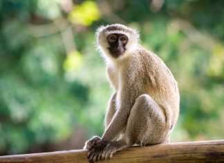 Una scimmia alcolizzata ha seminato il panico in India