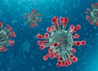Coronavirus, quanto dura l’immunità? Gli anticorpi possono essere controproducenti