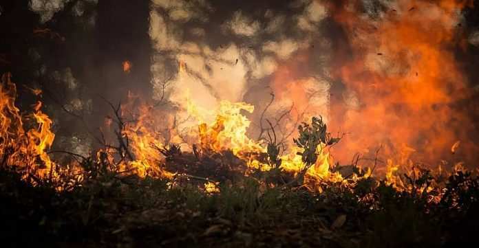 forest-fire-wildfire-blaze-smoke-trees-heat-burning-hot-danger