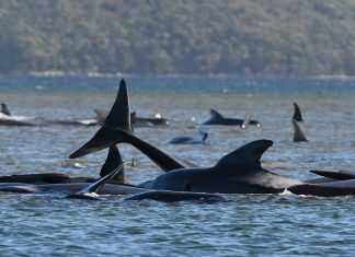 Spiaggiate 270 balene in Australia, 90 morte