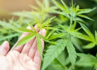 Coltivare la marijuana legale indoor: i consigli per cominciare
