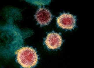 Coronavirus, la virologa Yan rilancia: “E’ un patogeno creato in laboratorio”